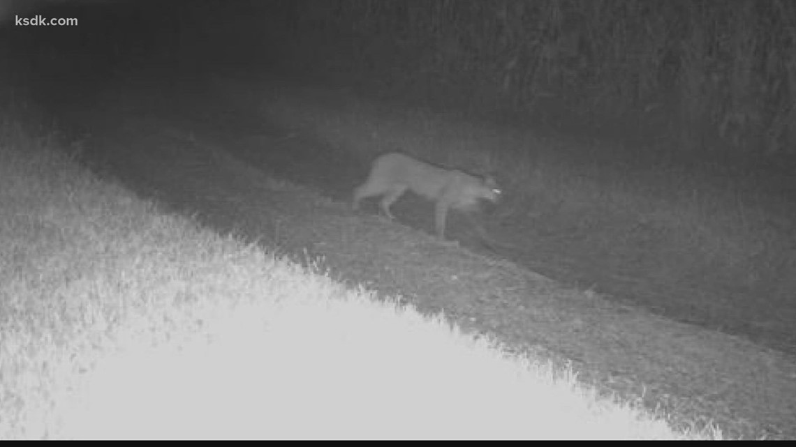 Big cat spotted on camera in Columbia, Illinois