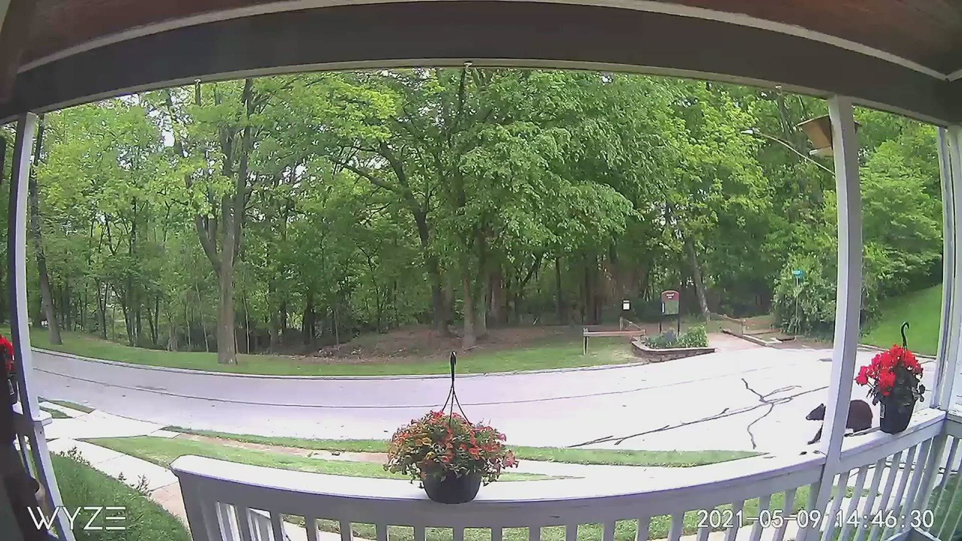 Jeff Fogarty provided this video of a bear in Brentwoos
Credit: Jeff Fogarty