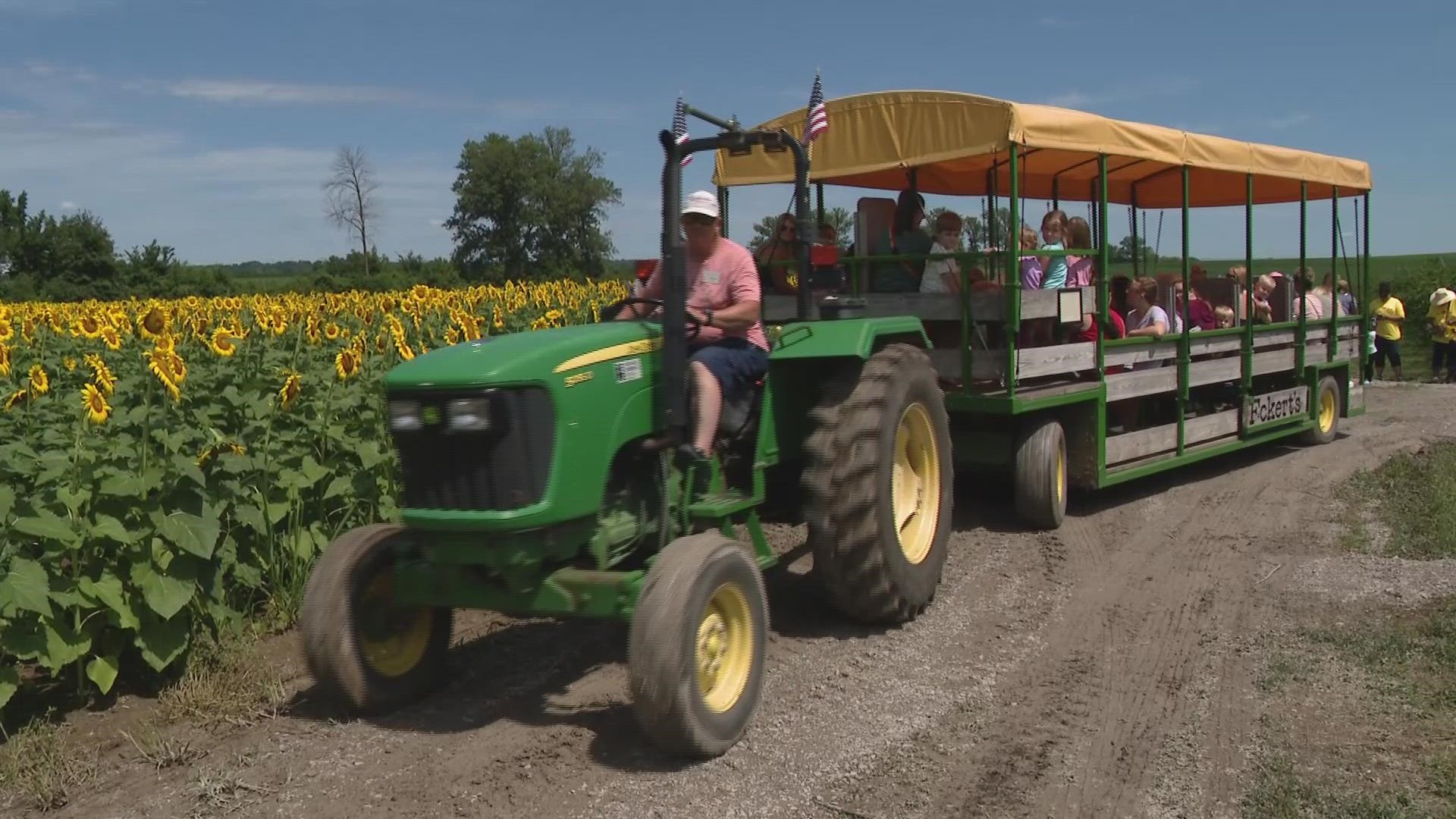 Eckert's Farms opens sunflower patch in Belleville