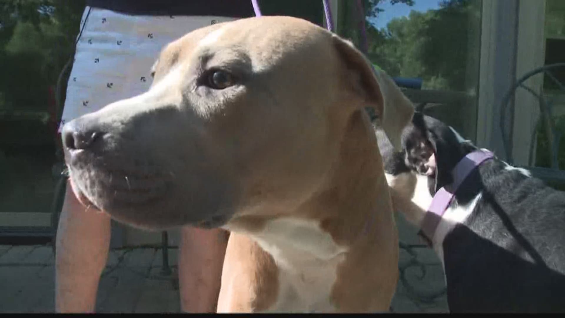 Dog Lovers Fight To Repeal Pit Bull Ban In Eureka Ksdk Com