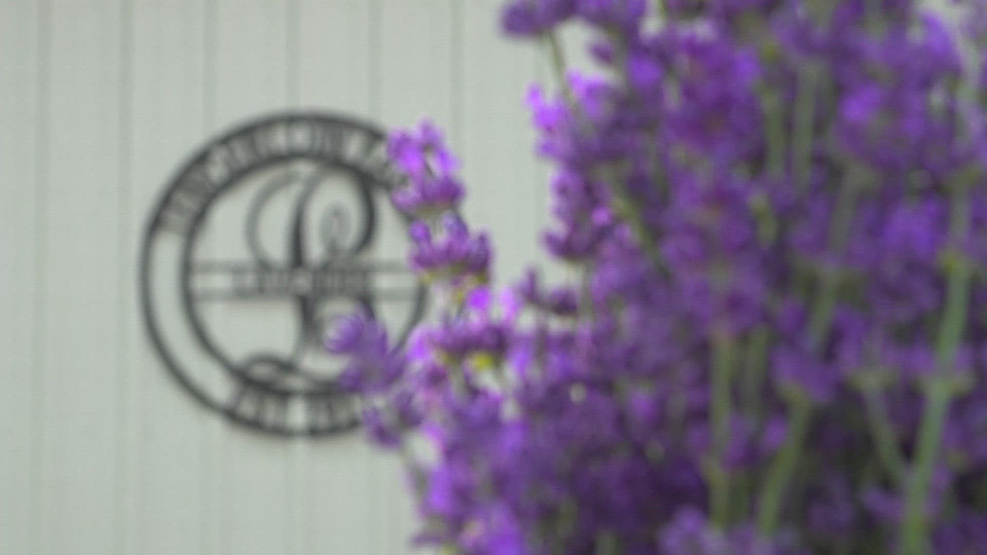 If you love the smell of lavender, it may be worth a short trip to the Metro East. Here's a behind-the-scenes look at Tenderloin Farms Lavender!