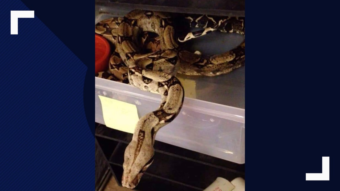 Owner of Lemay reptile shop believes stolen boa may have bitten thief