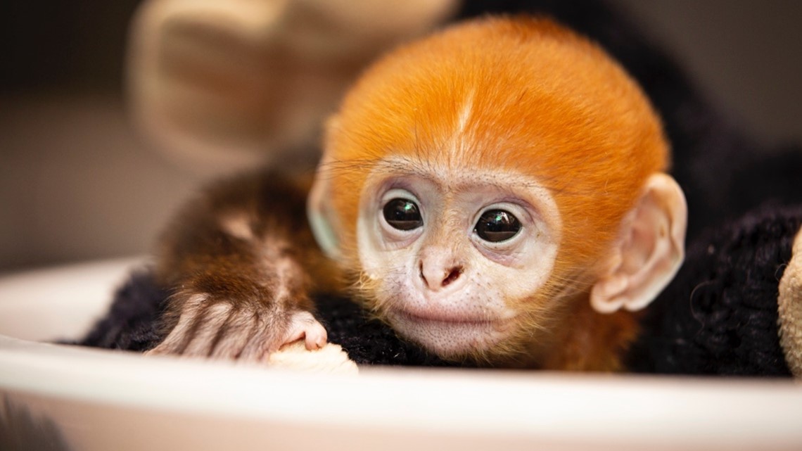 Francois' langur monkey born at Saint Louis Zoo
