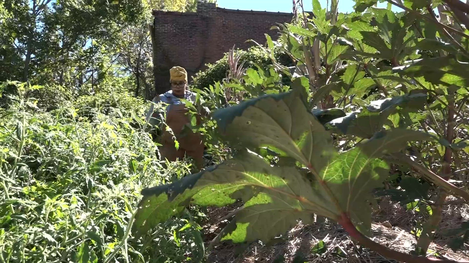 One year later, Growing Food Growing People's urban farm is reaching more people in the West End