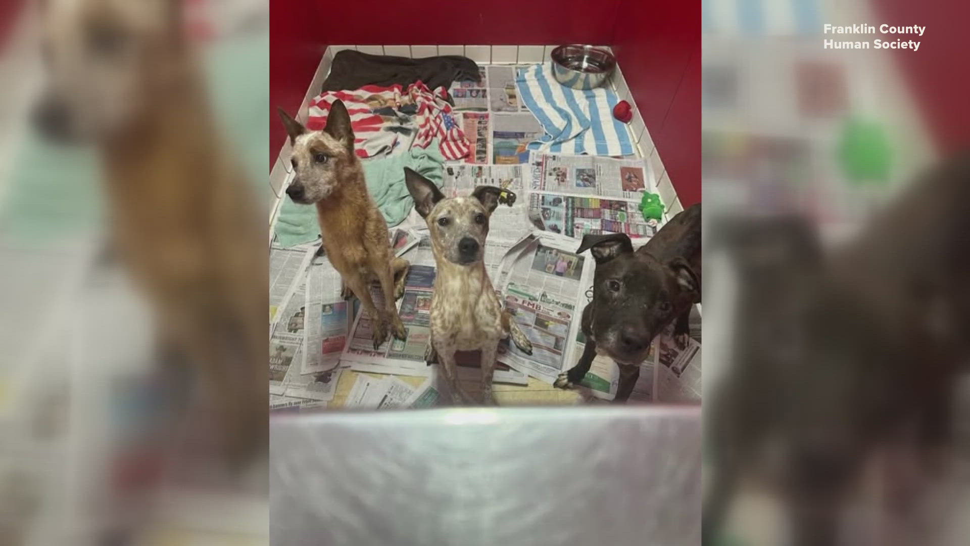 The Franklin County Humane Society needs your help after rescuing multiple starved dogs. They're offering reduced fees for those looking to adopt or foster.