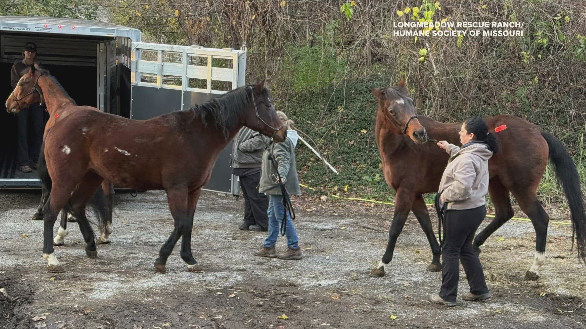 The Humane Society of Missouri's Long Meadow Rescue Ranch is now home to six horses rescued from a Hazelwood barn.