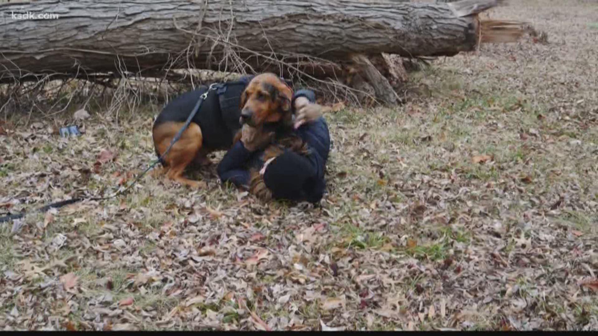 When someone goes missing, these special dogs respond.