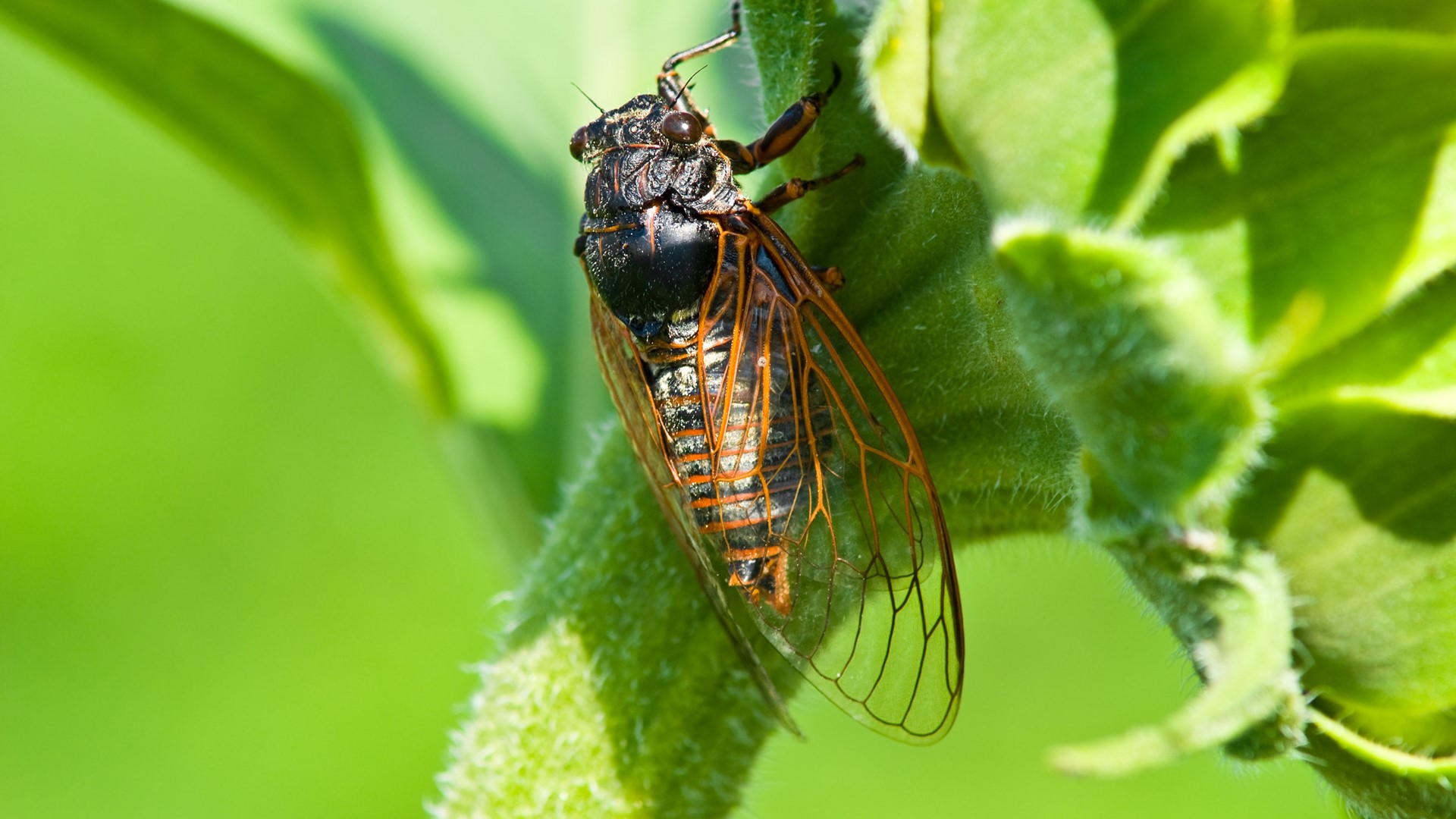 St Louis News Cicadas Make Early Appearance Ksdk