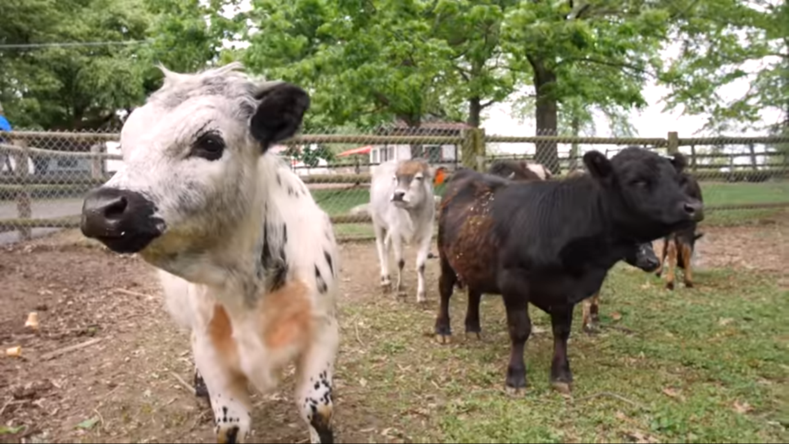 Check out the miniature cattle at Grant's Farm