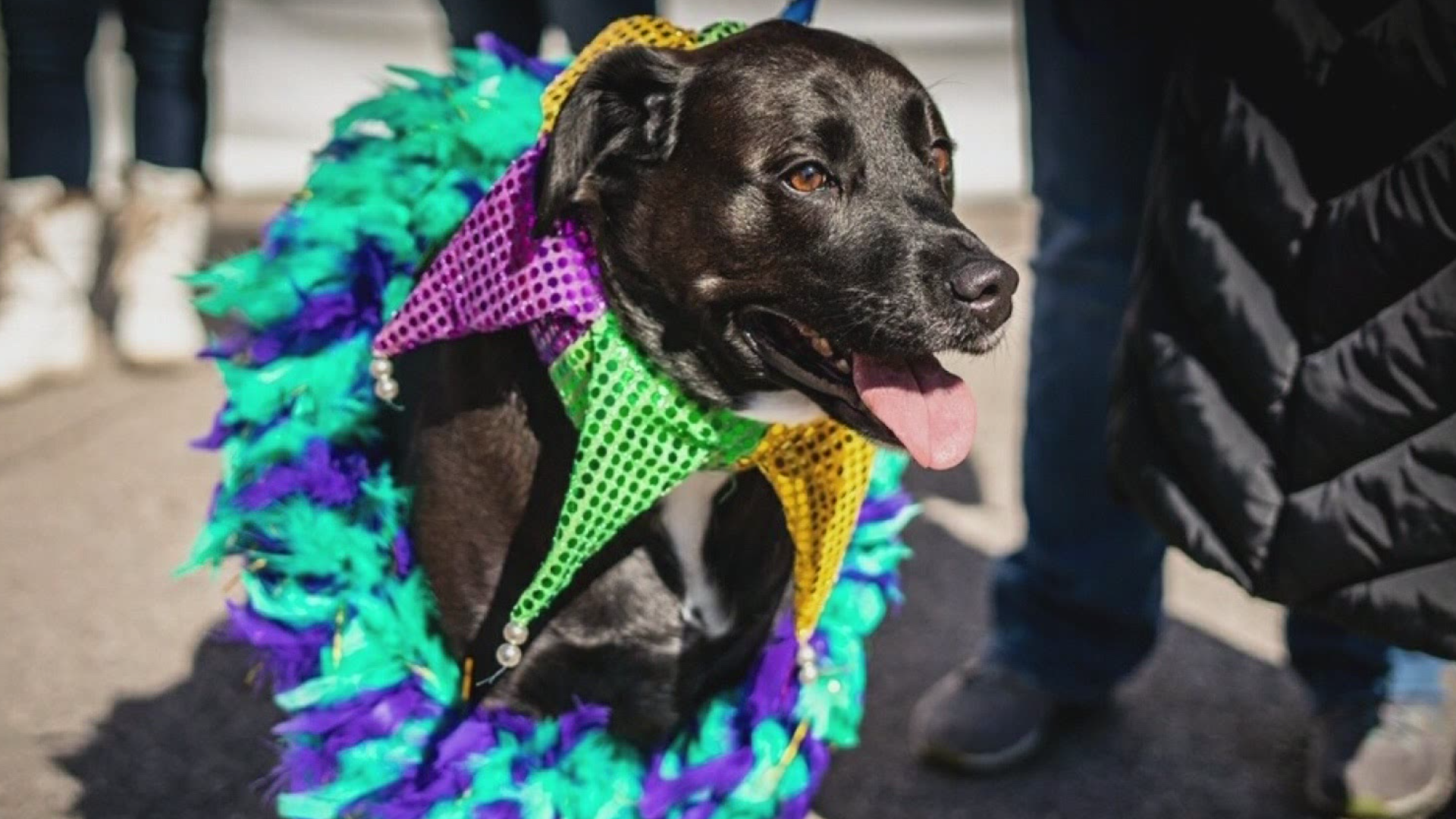 This year, Purina will be hosting a virtual costume contest.