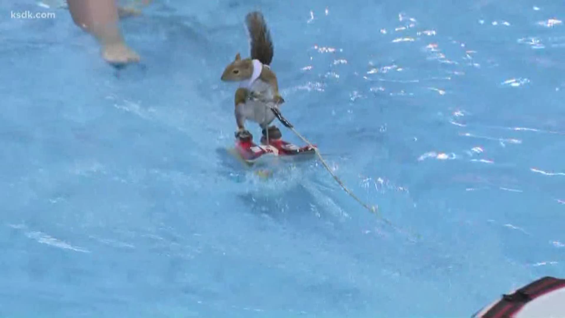 See a water-skiing squirrel in St. Louis | ksdk.com