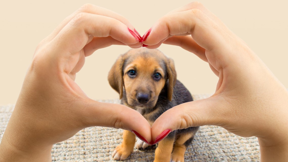 Here's how much Americans spend on their pets