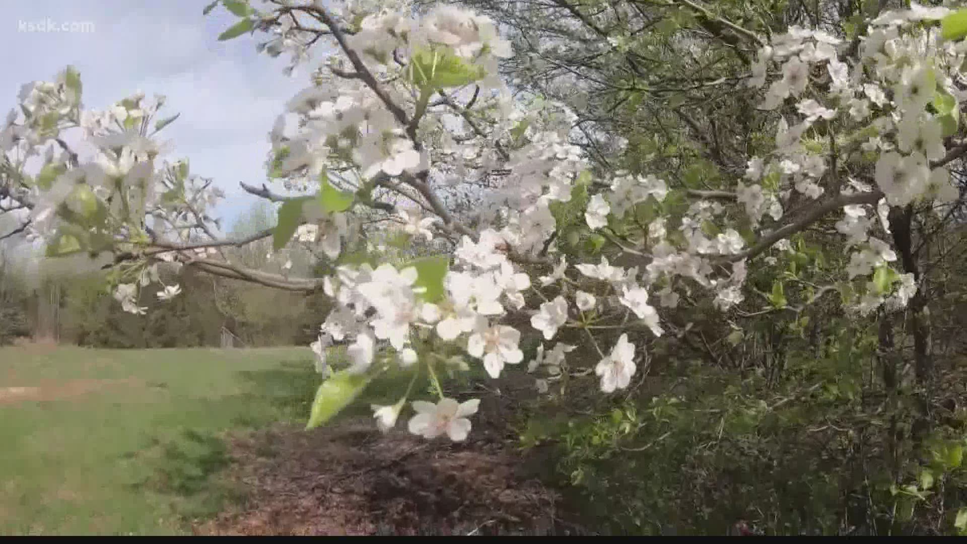 Here's why allergies are so bad this summer in the St. Louis area.