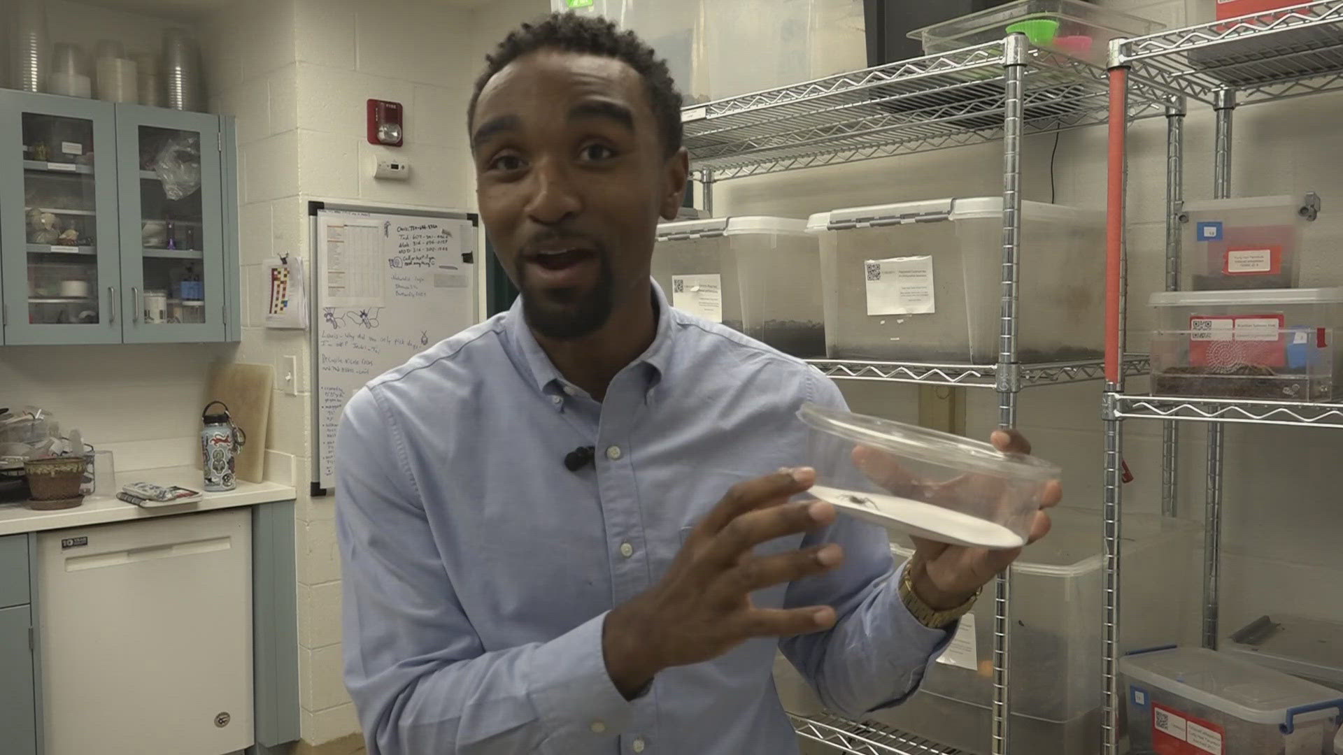 The spiders are found quite a bit in the St. Louis metro area, but experts say they are fairly easy to avoid. 