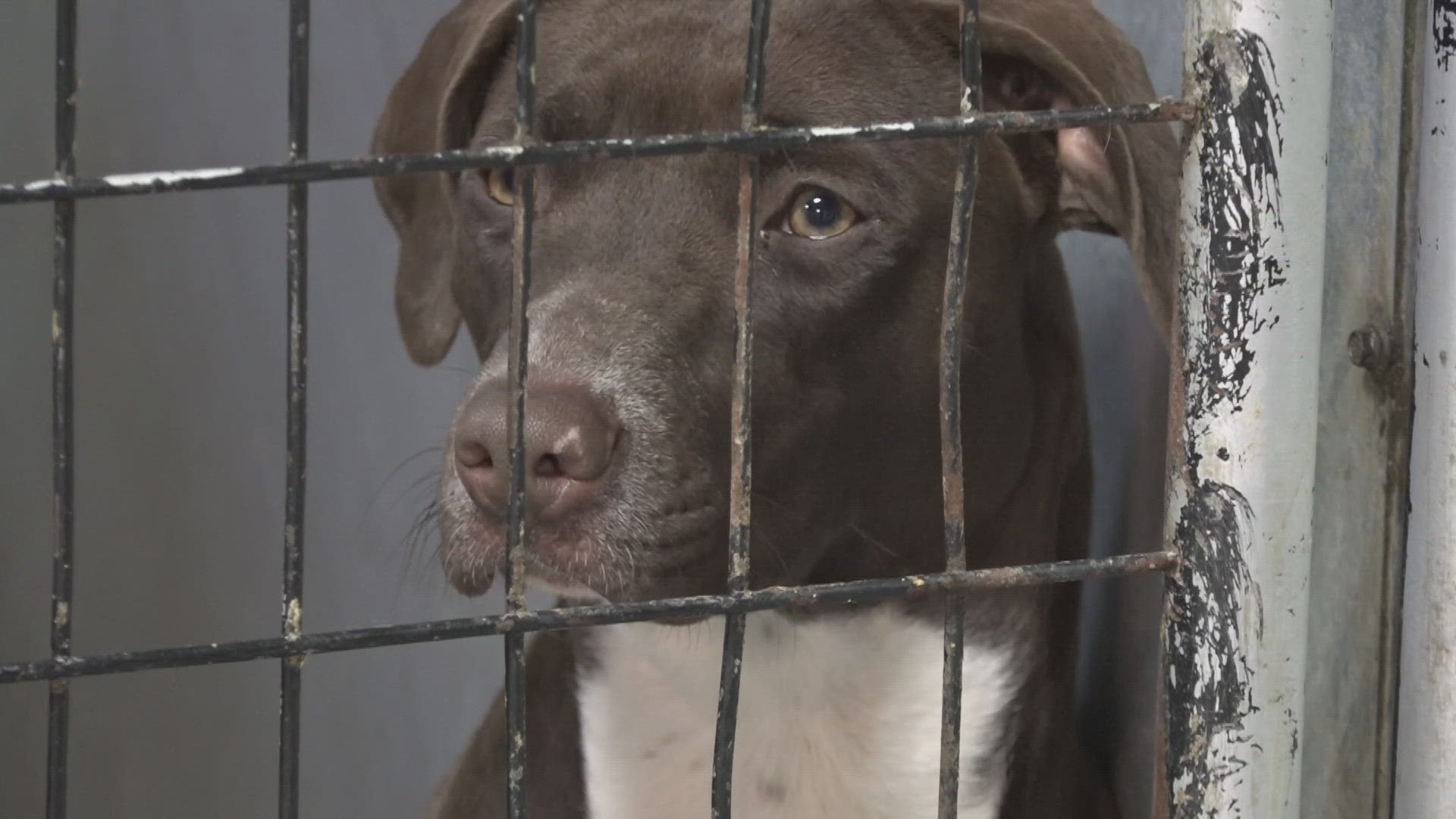 Sleeping in the shelter until every dog has a home. That's what staff and volunteers are going to do at CARE STL.