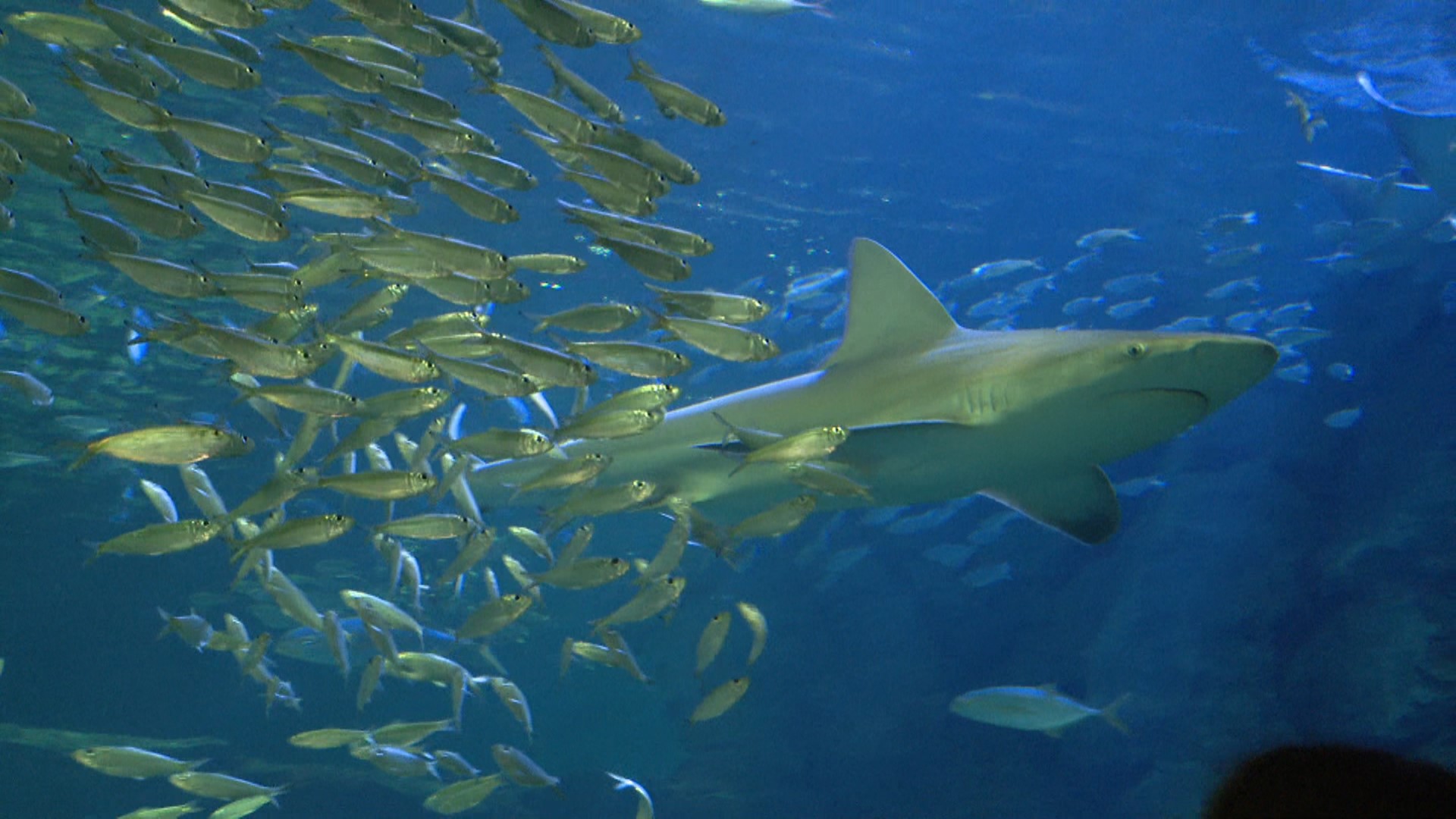 St. Louis Aquarium: A first look at Shark Canyon | ksdk.com