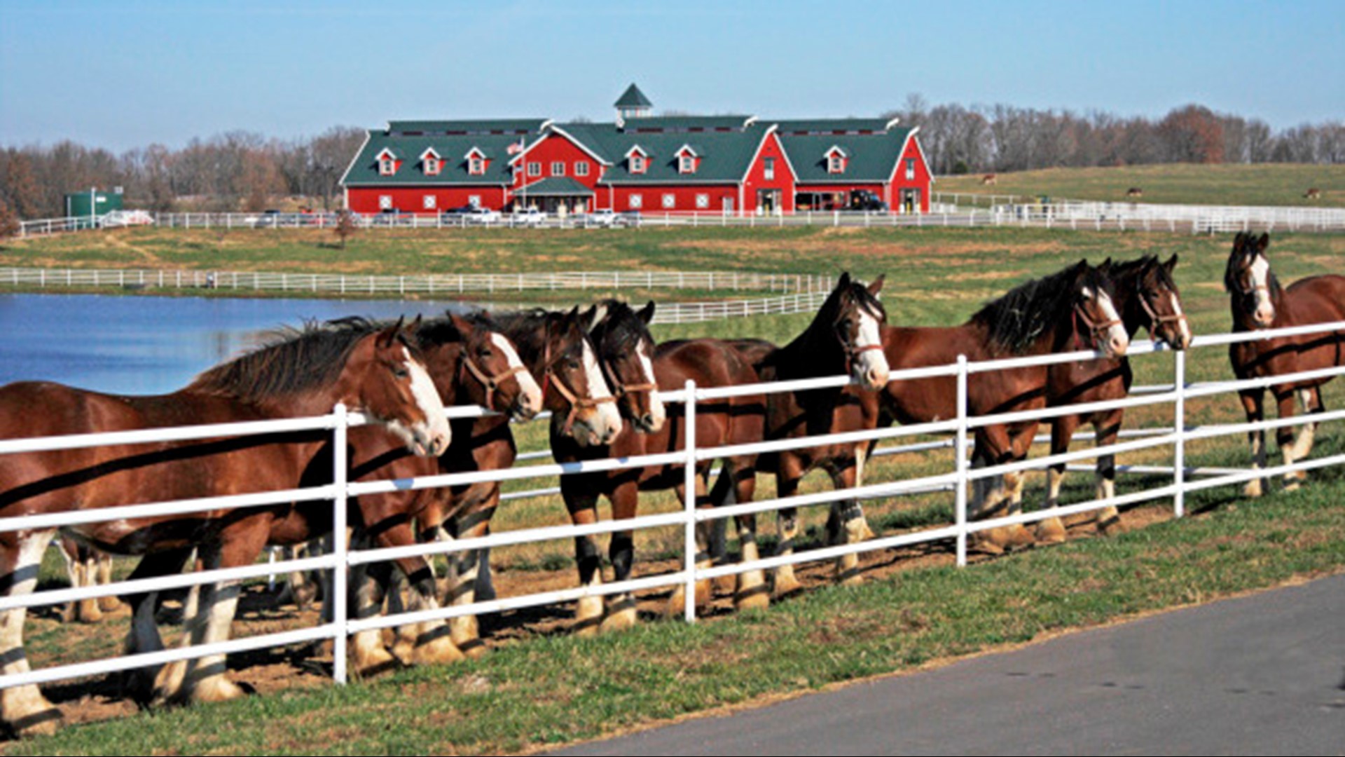 Training facility for Budweiser Clydesdales welcomes first foal of the ...