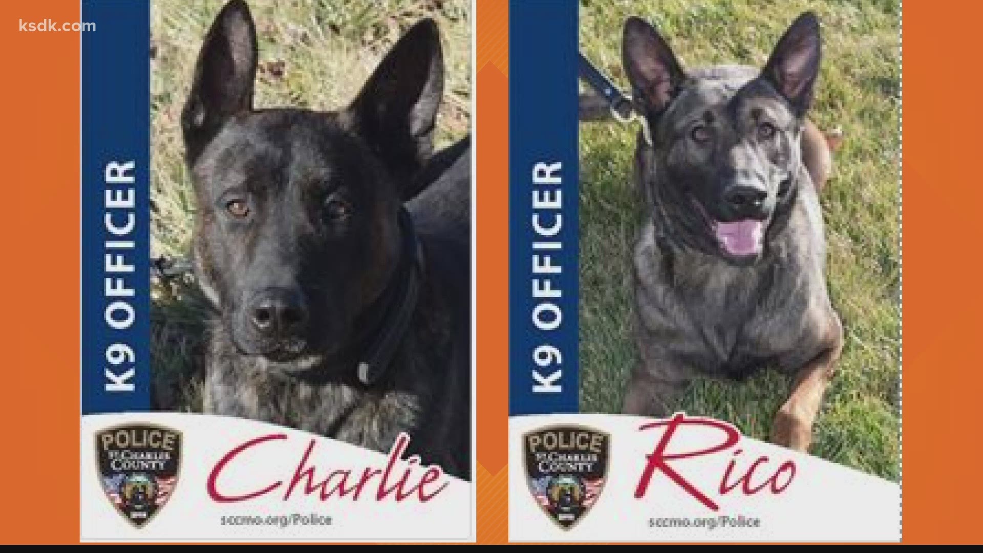 Charlie and Rico both specialize in tracking, narcotic detection and apprehension