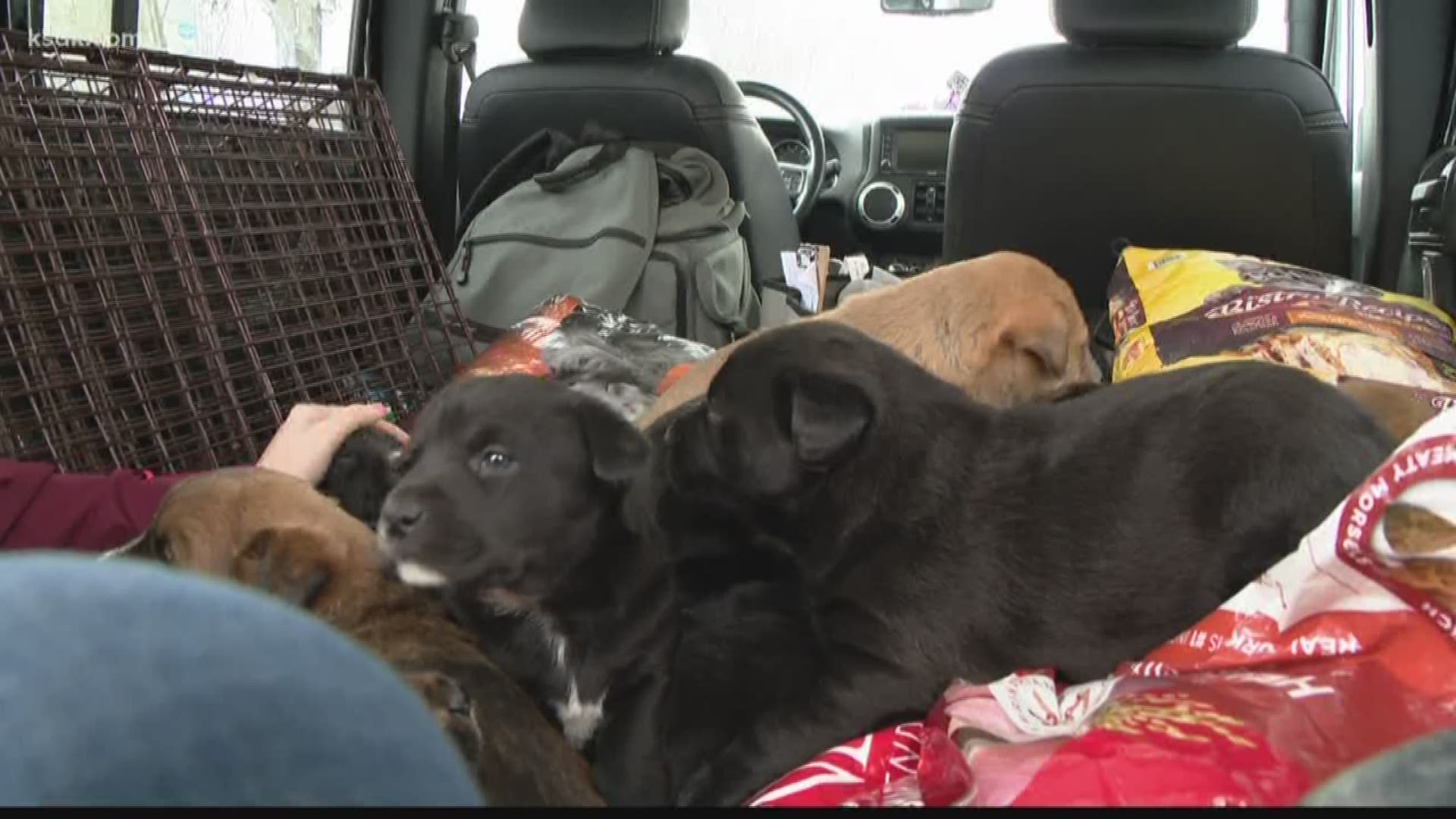 11 puppies rescued from abandoned home