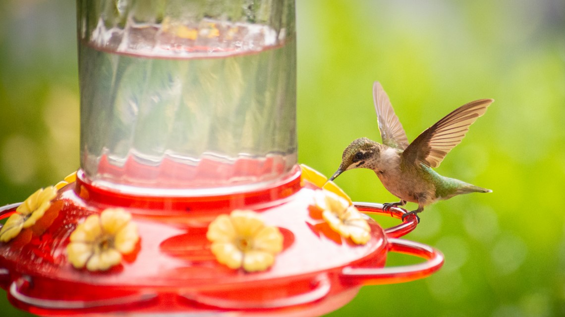 Why Don T Hummingbirds Get Fat Or Sick From Drinking Sugary Nectar Ksdk Com