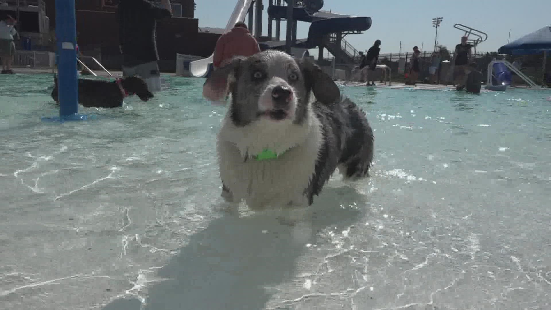 Dozens of nervous, excited dogs take over the public pool for one day after it closes for the season.