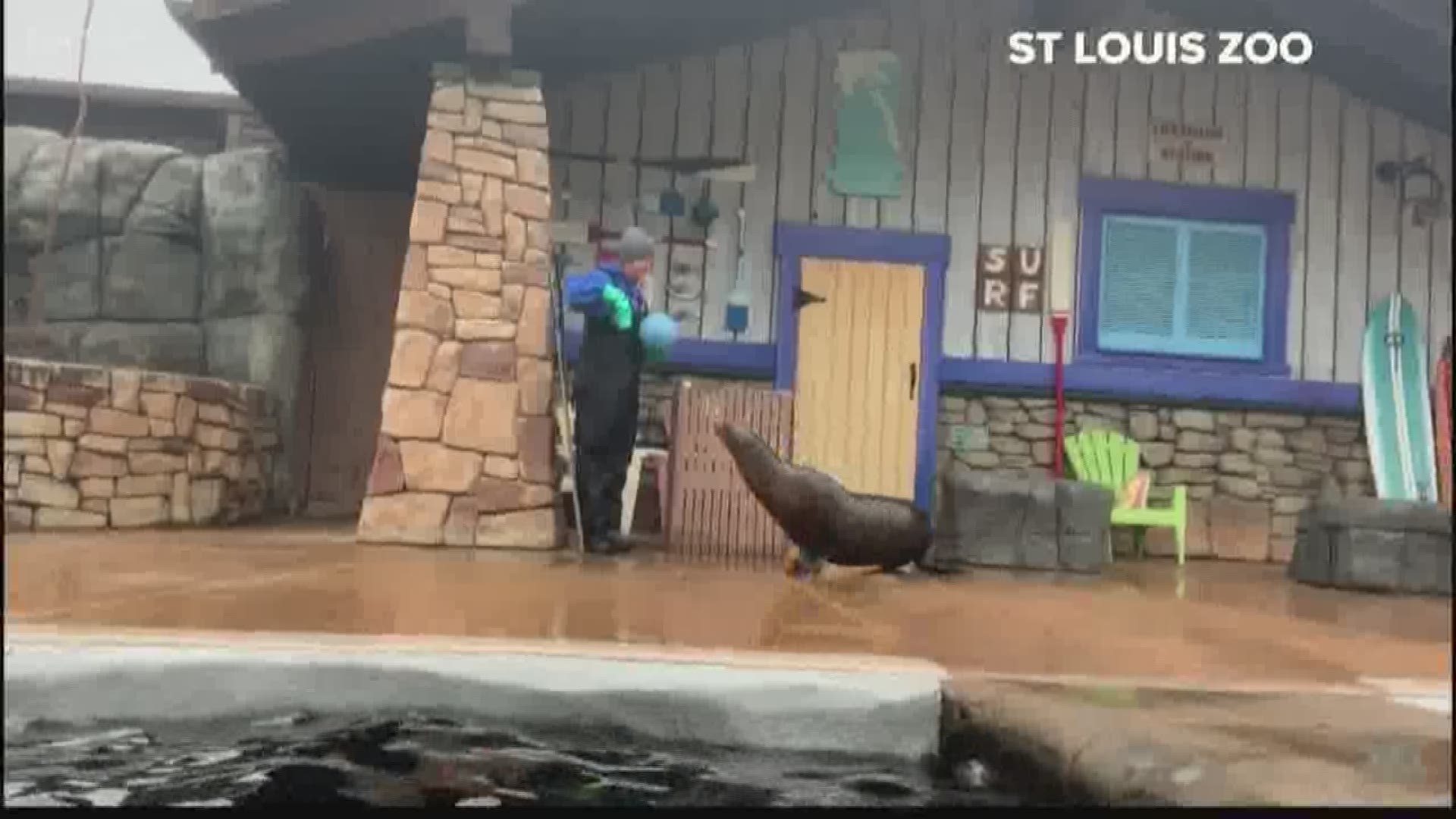 Cute alert! Sea lions at the zoo play soccer