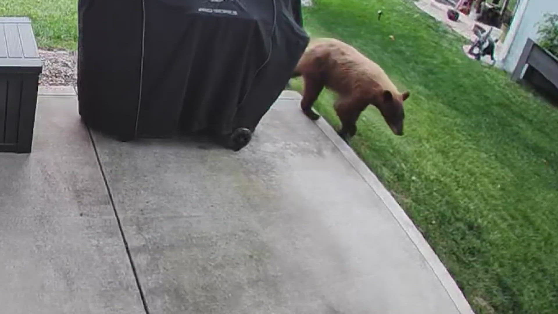 Following this weekend’s sightings, St. Charles County officials are urging residents to remain alert and take steps to prevent attracting the bear.