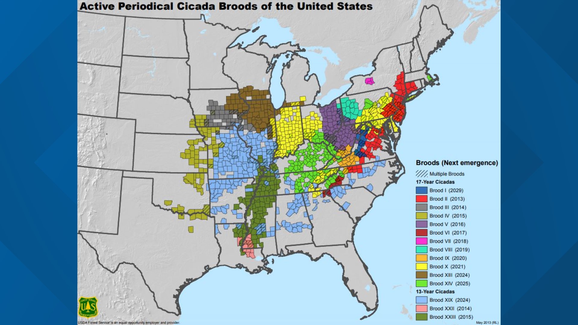 Brood X cicadas 2021: What to expect in St. Louis, Missouri | ksdk.com