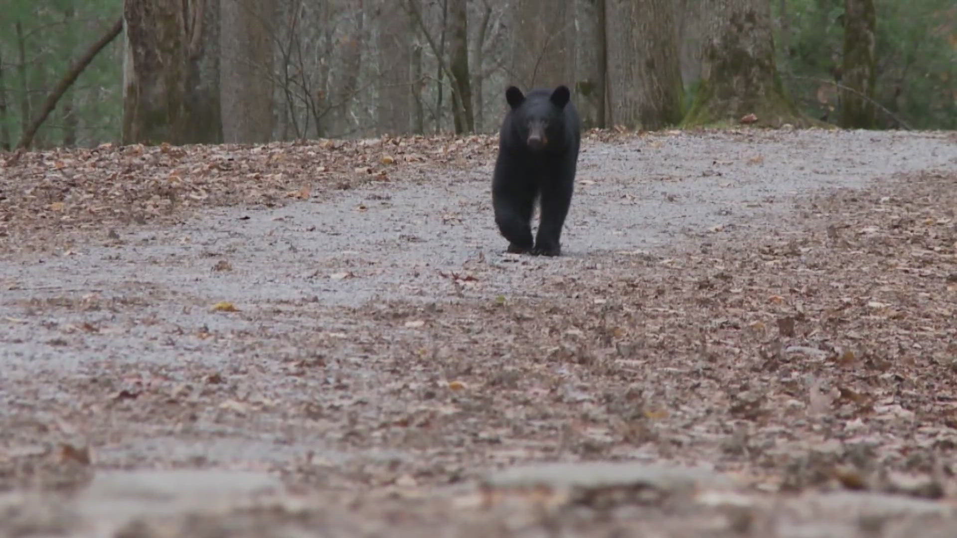 Missouri conservation officials say bear hunting is important because it helps control the growing population. Each year, bear numbers are increasing by about 10%.