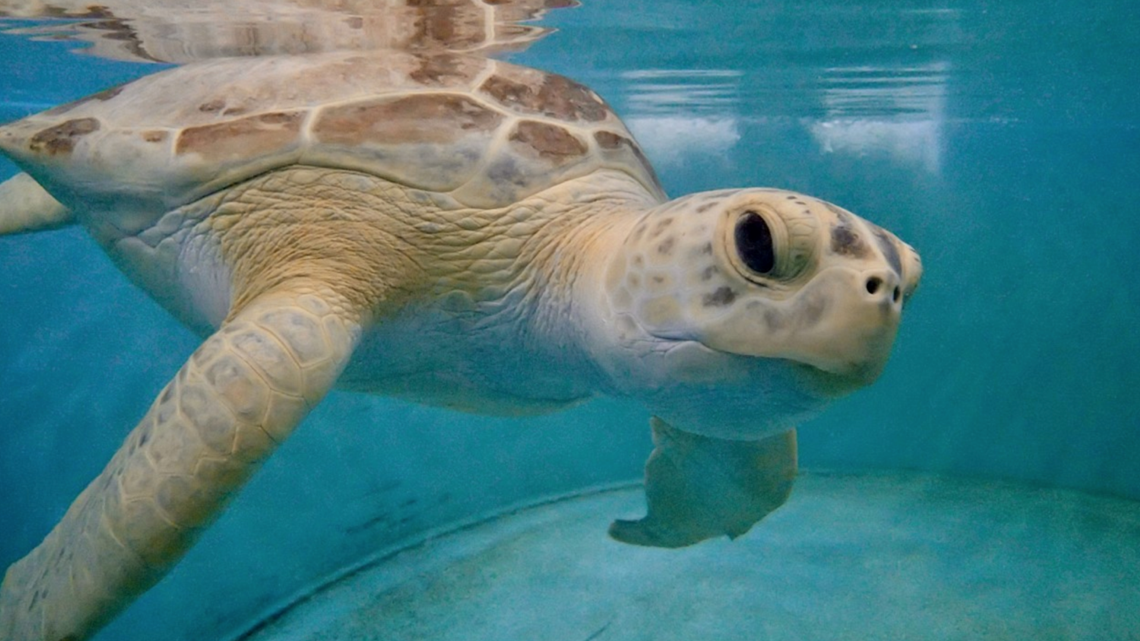 St. Louis Aquarium Welcomes Rescue Turtle 