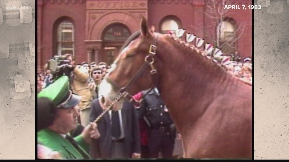 Vintage KSDK: 89th anniversary of the Budweiser Clydesdales