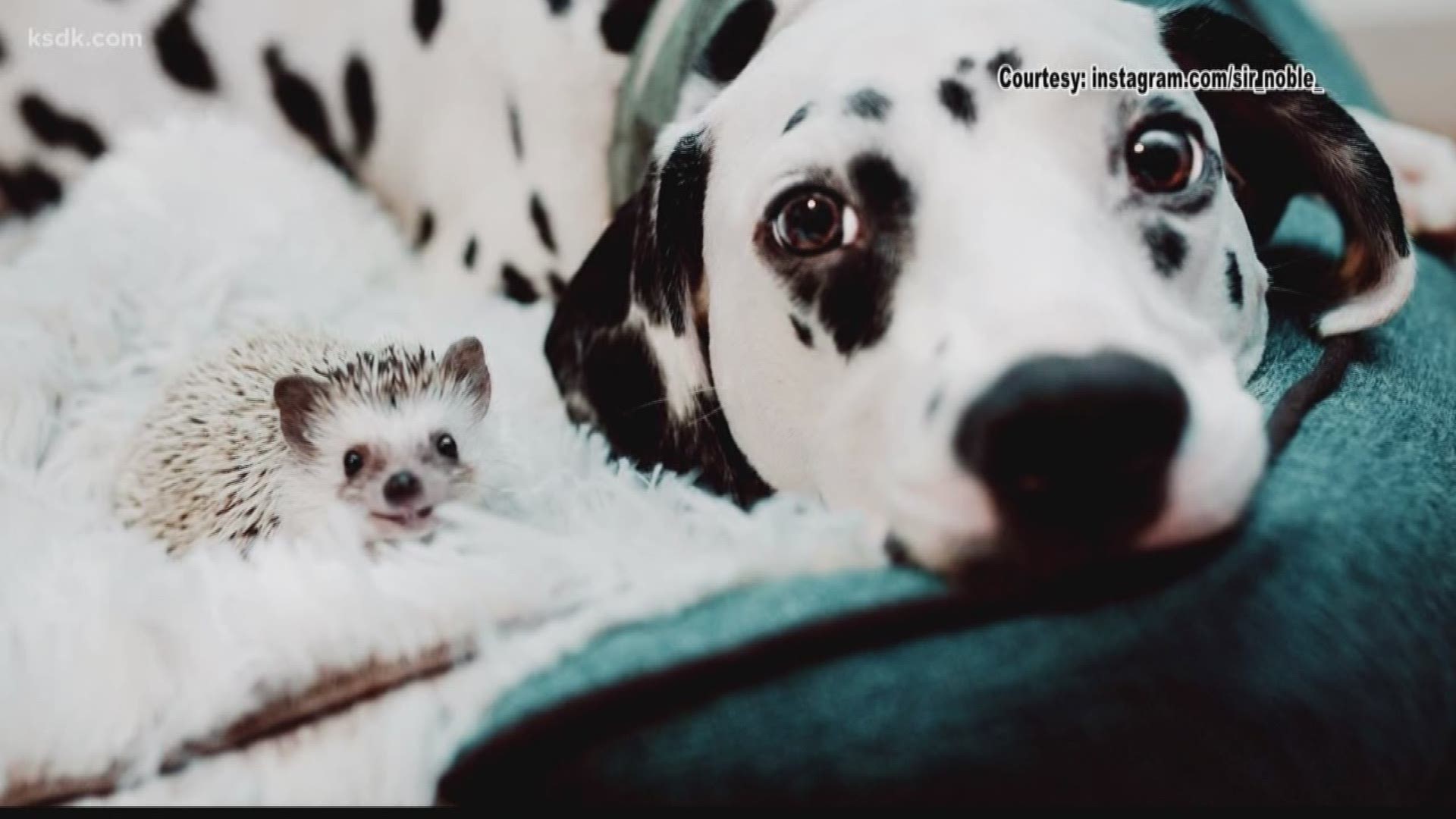 CDC investigating after salmonella cases linked to pet hedgehogs