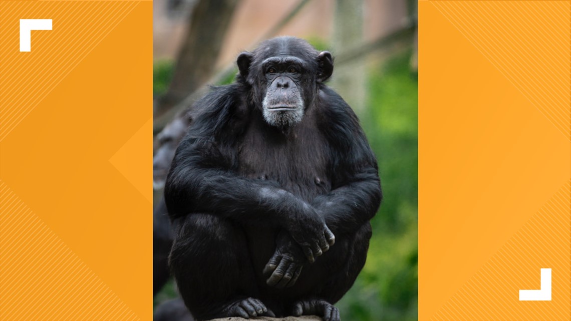 Saint Louis Zoo announces chimpanzee is pregnant | www.bagssaleusa.com