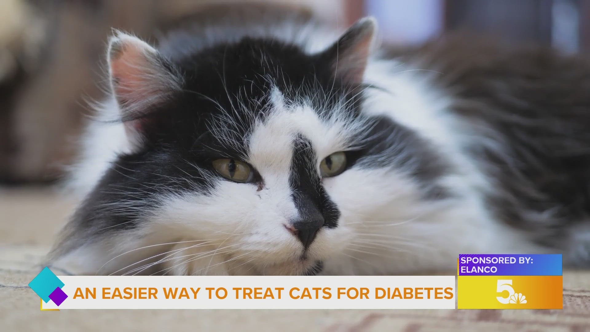 Roughly 46 point five million U-S households owns a cat - and with our furry friends - a concerning amount struggle with diabetes.