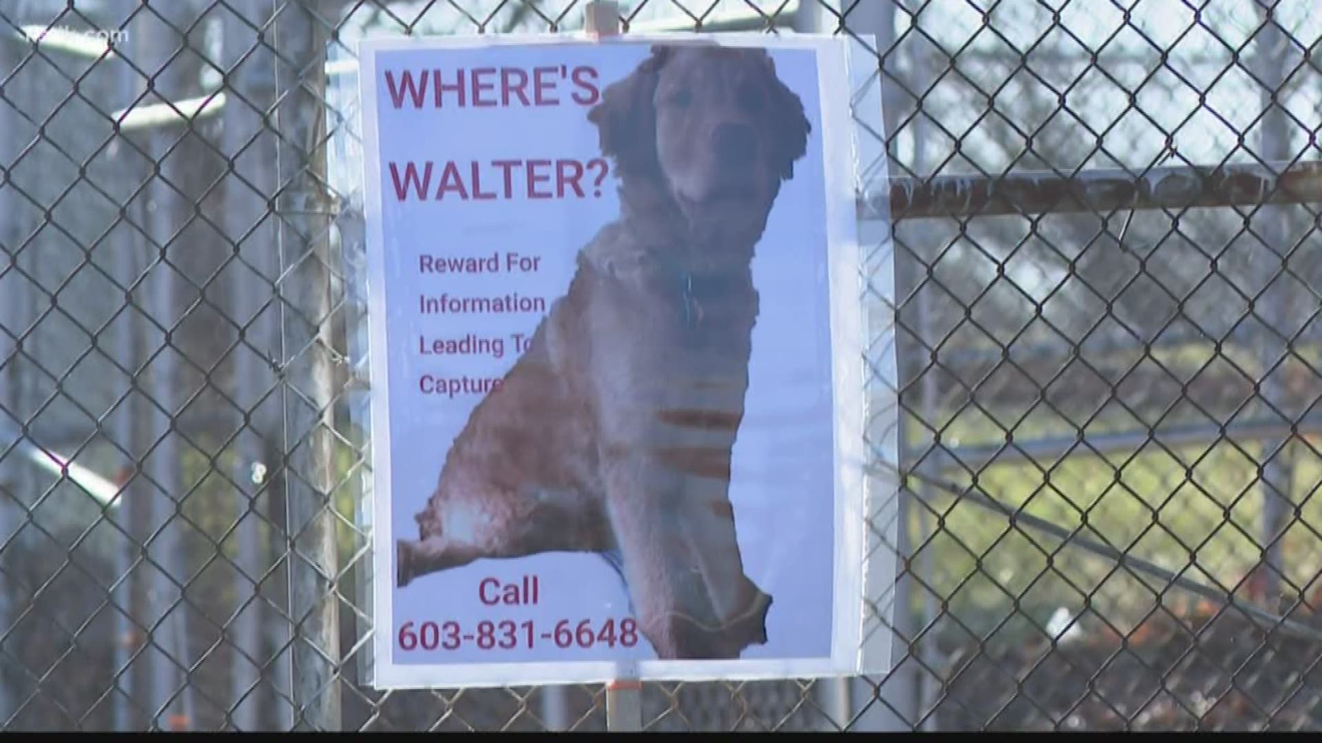 Kate Olson is from New Hampshire but has spent most of the last month in St. Louis desperately searching for her dog Walter.