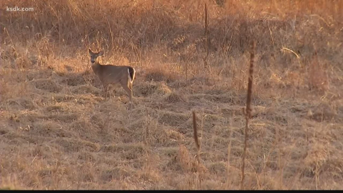 St. Louis News Deer hunting by bow approved in county parks