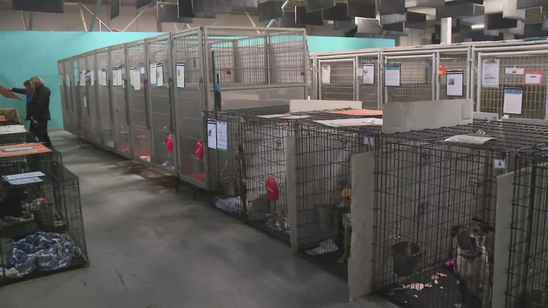 In a little over a week animal control brought in more than 70 dogs to CARE STL Adoption Center. They need about 50 foster homes currently.