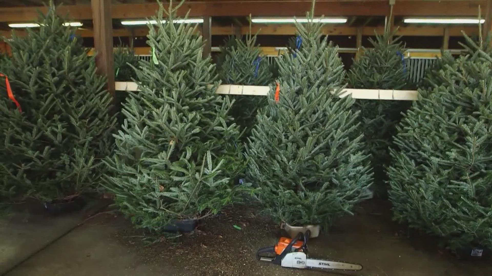 Christmas tree suppliers are having trouble keeping up with the rising cost of equipment, fuel, transport and more.