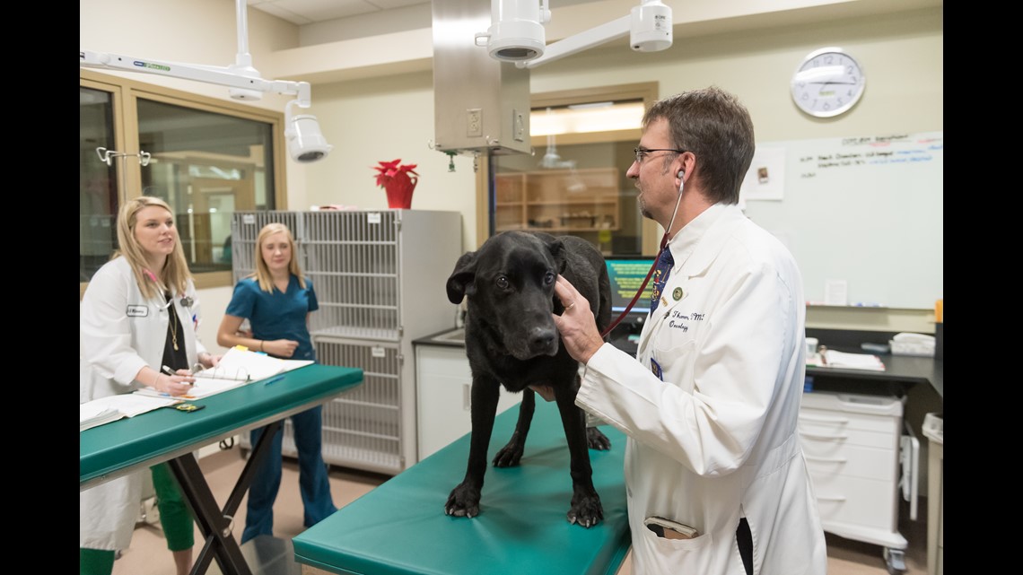 New medication 'a breakthrough' for canine cancer 