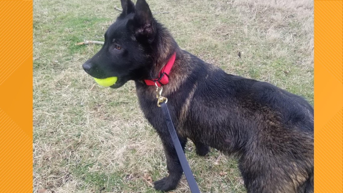 Stl news Breckenridge Hills police introduce new K9 officer
