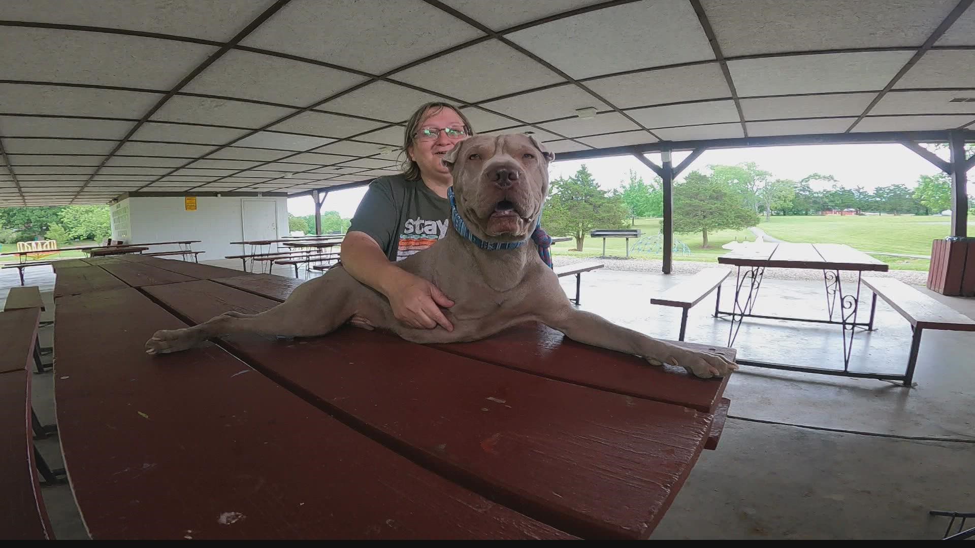 Inspiration comes in many forms in St. Louis, including a courageous 3-year-old dog. He is a happy-go-lucky pup who is defying the odds.