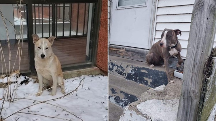 Here’s who to contact if you see a pet left out in the cold