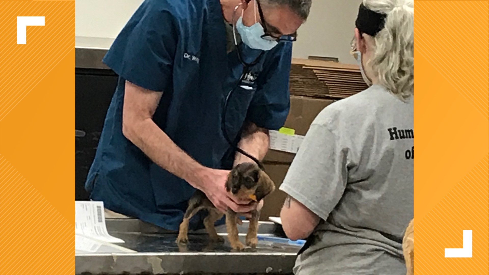 Dogs rescued from home in Franklin County by Humane Society | ksdk.com