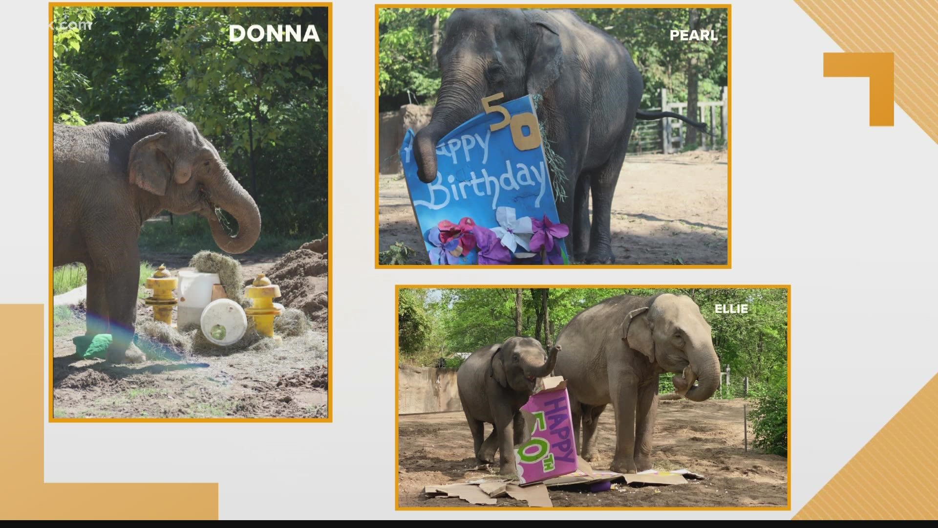 The Saint Louis Zoo celebrated a major milestone for three of its elderly Asian elephants this year. Pearl, Donna and Ellie all turned 50 years old.