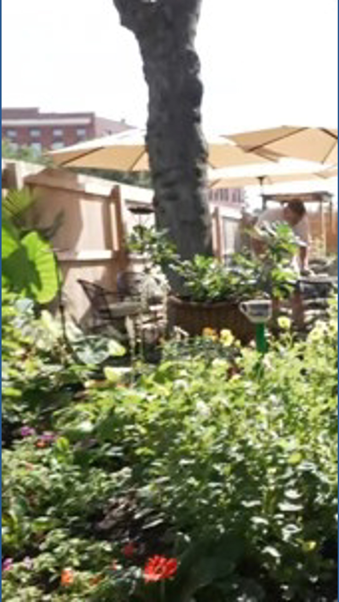 A vibrant new hub is set to enrich Lafayette Square in St. Louis by 2026, blending a café, market, and garden to bring fresh energy and community spirit.