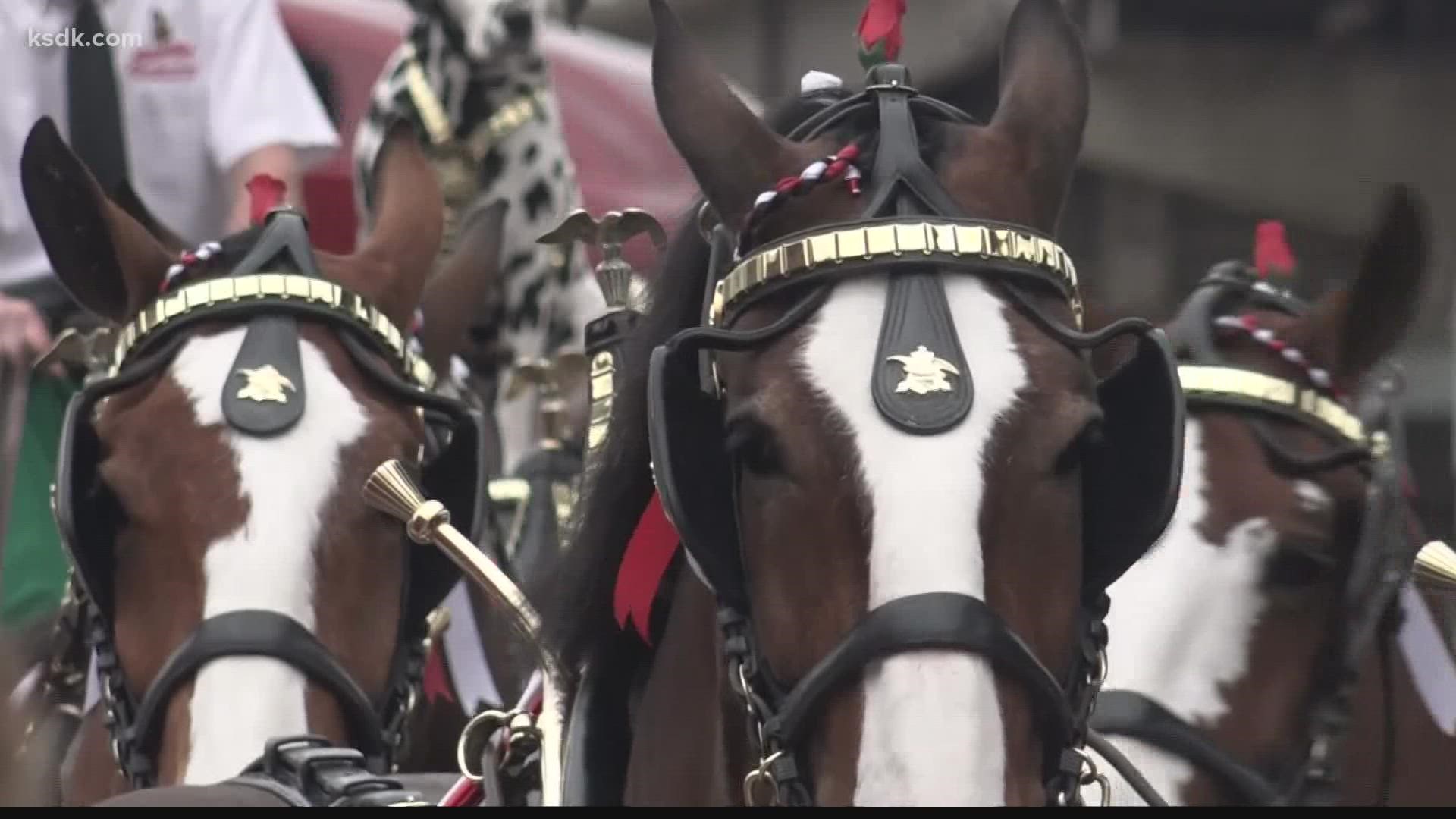 Budweiser Clydesdales on St. Louis Cardinals opening day