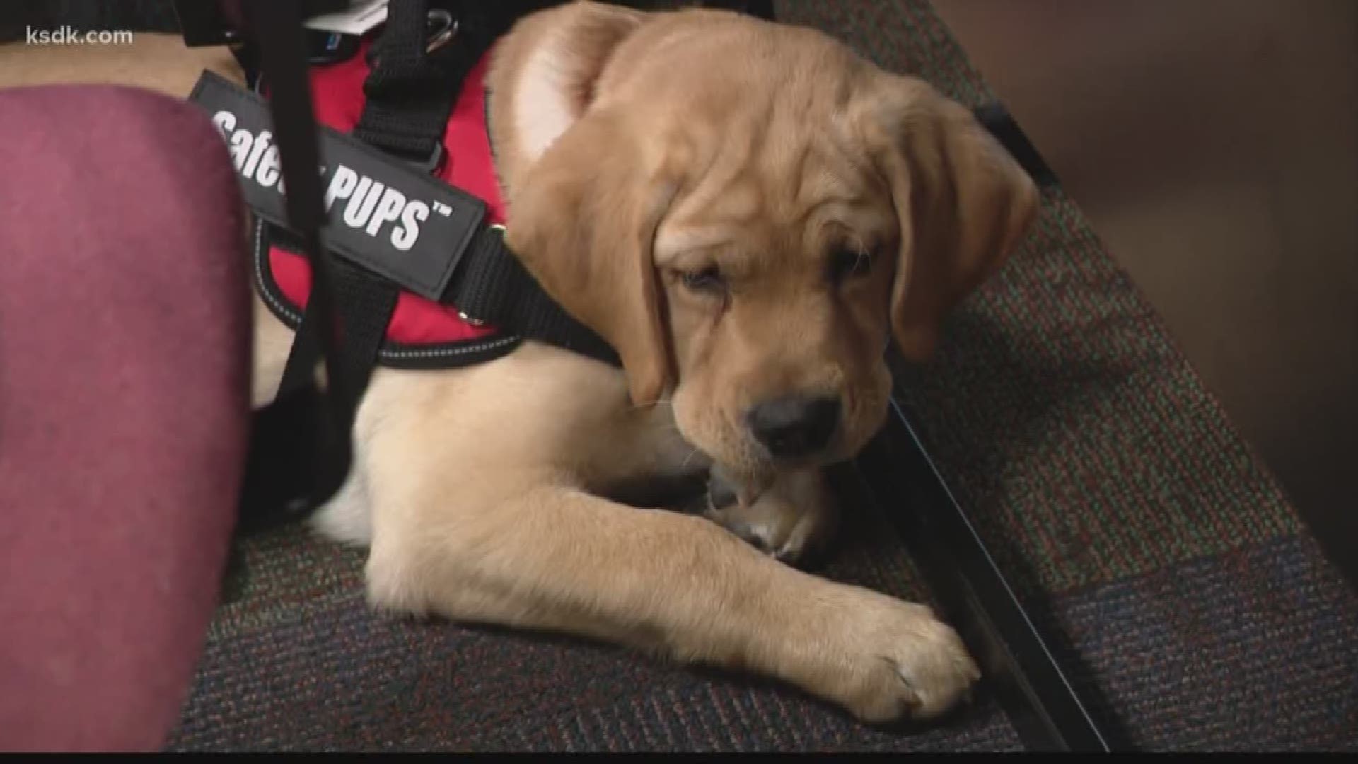 Therapy dog in training helps students learn