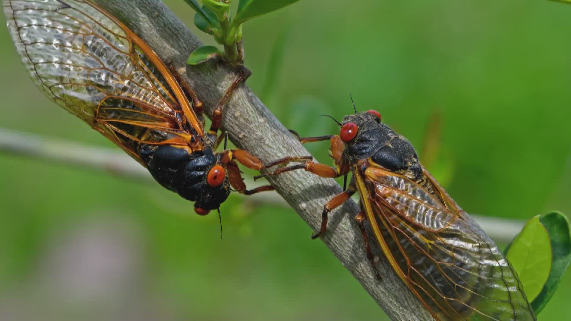 Soon, millions of cicadas will emerge from the ground. Their peak will be in the Southeast, but it won't be as bad as last year.