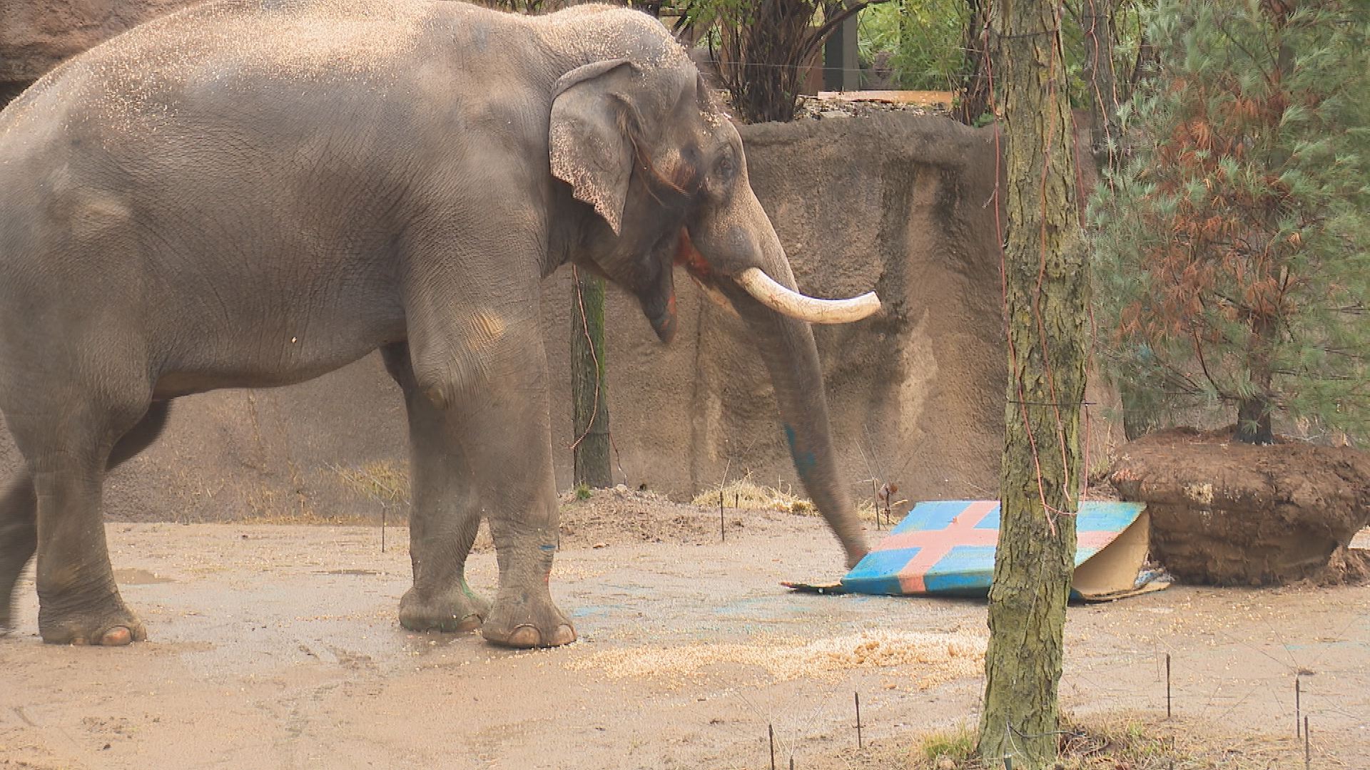 Happy Birthday Raja! | St. Louis Zoo Celebrates Elephant's 26th ...