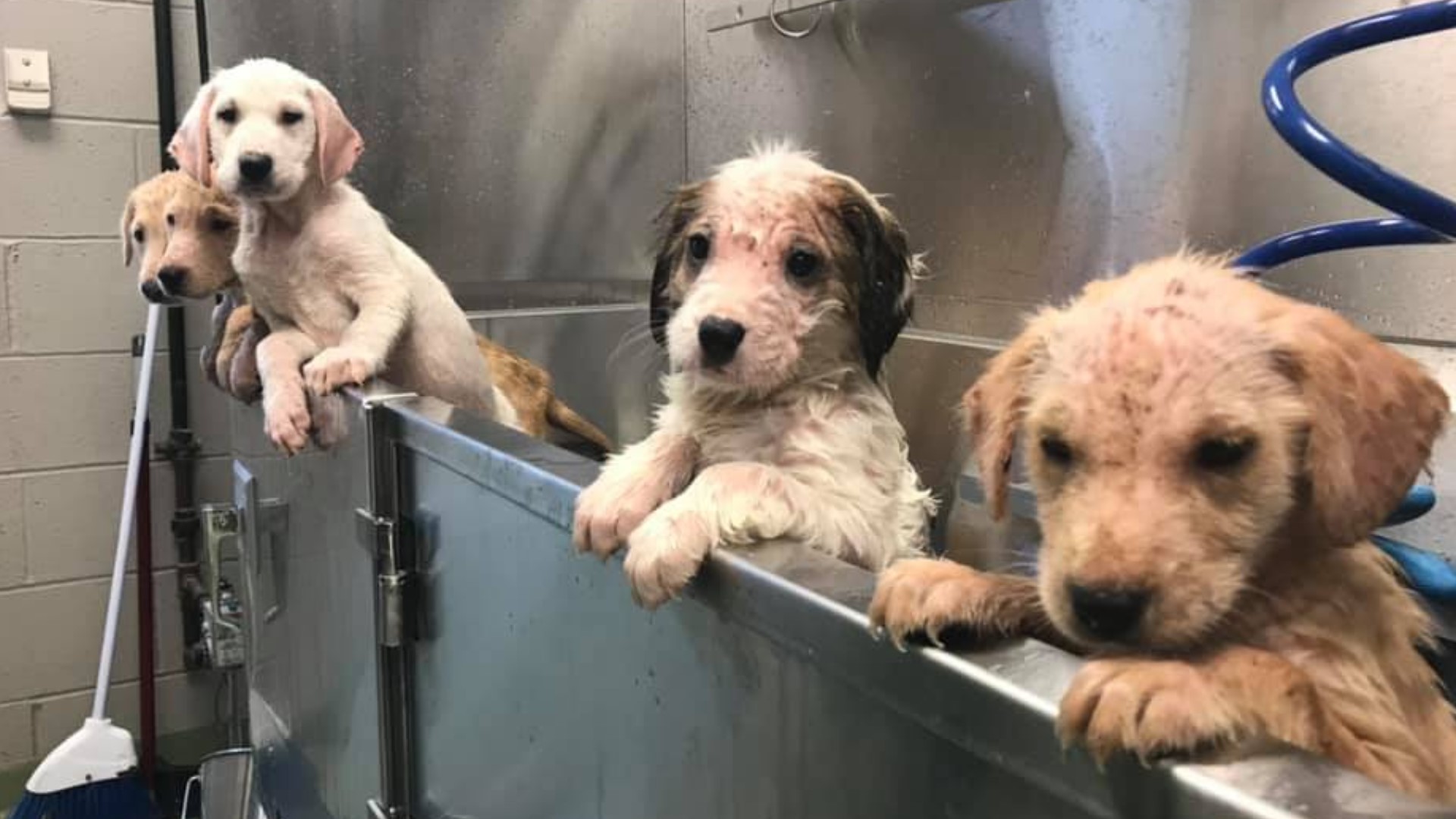 Stray Rescue of St. Louis rescued the puppies, all of which tested positive for both scabies and canine parvovirus.